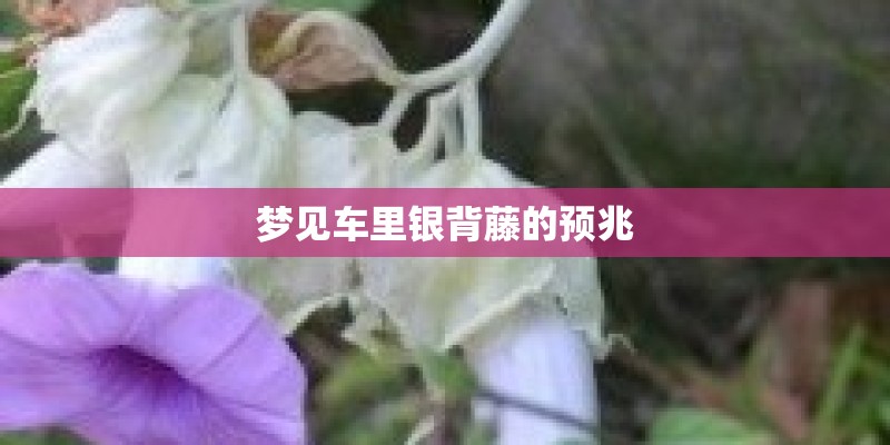梦见车里银背藤的预兆