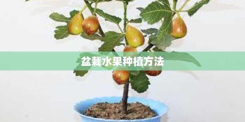 盆栽水果种植方法