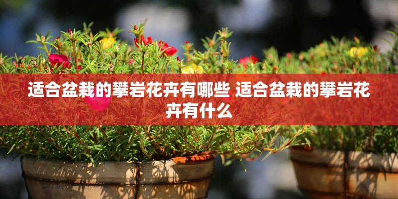 适合盆栽的攀岩花卉有哪些 适合盆栽的攀岩花卉有什么
