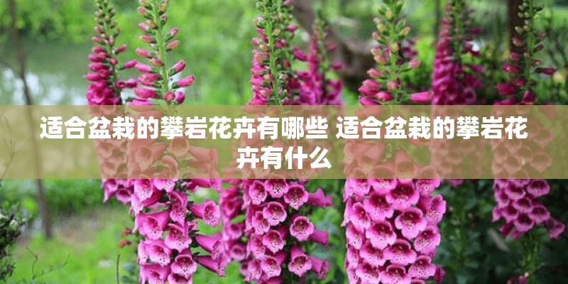 适合盆栽的攀岩花卉有哪些 适合盆栽的攀岩花卉有什么