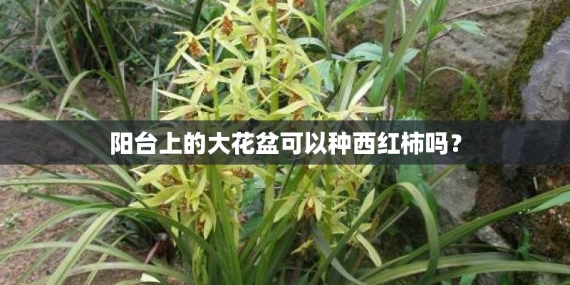 阳台上的大花盆可以种西红柿吗？