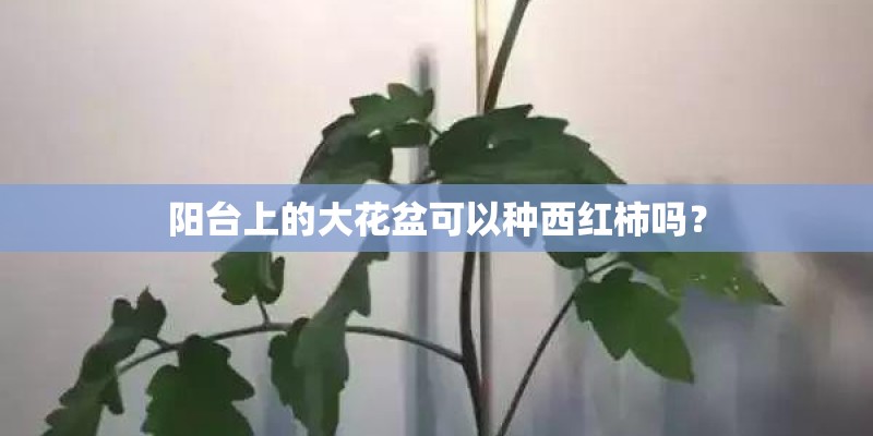 阳台上的大花盆可以种西红柿吗？