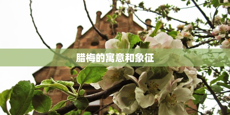 腊梅的寓意和象征